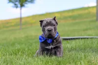Barrett, a male Cane Corso for sale in Sugarcreek, OH – 5 of 10