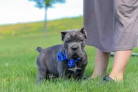 Barrett, a male Cane Corso for sale in Sugarcreek, OH – 4 of 10