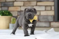 Hunter, a male Cane Corso for sale in Sugarcreek, OH – 4 of 10