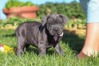 Akira, a female Cane Corso for sale in Sugarcreek, OH – 3 of 10