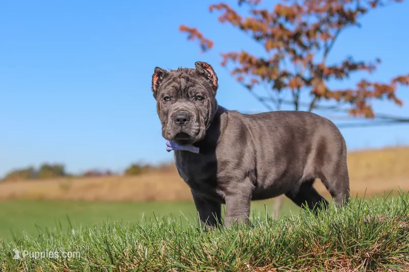 Koda (Cropped Ears) – Cane Corso puppy for sale in Sugarcreek, OH