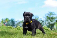 Shadow, a male Cane Corso for sale in Sugarcreek, OH – 9 of 10
