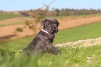 Sheba, a female Cane Corso for sale in Sugarcreek, OH – 2 of 10