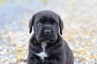 Shadow, a male Cane Corso for sale in Sugarcreek, OH – 7 of 10