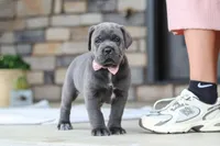 Zola, a female Cane Corso for sale in Sugarcreek, OH – 10 of 10
