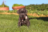 Juno, a female Cane Corso for sale in Sugarcreek, OH – 6 of 10