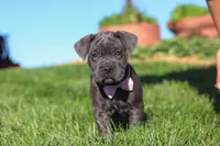 Akira, a female Cane Corso for sale in Sugarcreek, OH – 8 of 10