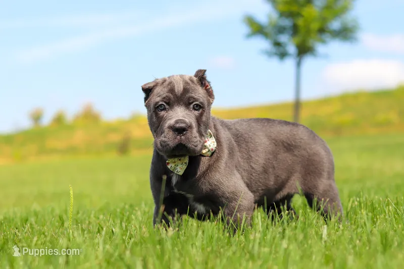 Zola – Cane Corso puppy for sale in Sugarcreek, OH