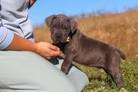 Adonis, a male Cane Corso for sale in Sugarcreek, OH – 10 of 10