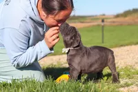 Diego, a male Cane Corso for sale in Sugarcreek, OH – 10 of 10