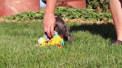 Akira, a female Cane Corso for sale in Sugarcreek, OH – 10 of 10