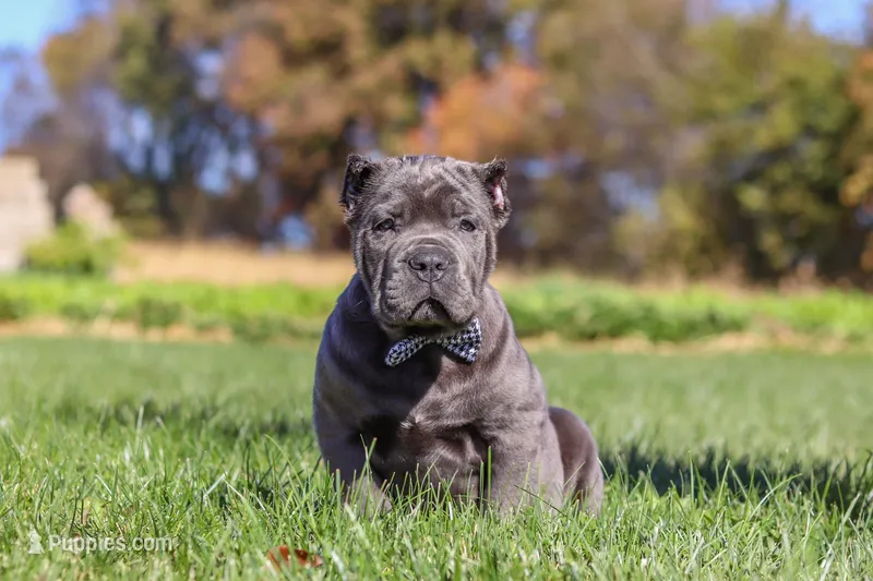Diego (Cropped Ears) – Cane Corso puppy for sale in Sugarcreek, OH