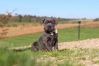 Cali, a female Cane Corso for sale in Sugarcreek, OH – 7 of 10