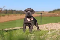 Cali, a female Cane Corso for sale in Sugarcreek, OH – 6 of 10