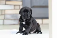 Shadow, a male Cane Corso for sale in Sugarcreek, OH – 2 of 10