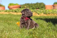 Koda, a male Cane Corso for sale in Sugarcreek, OH – 7 of 10