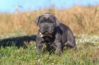 Echo, a female Cane Corso for sale in Sugarcreek, OH – 10 of 10