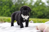 Jade, a female Cane Corso for sale in Sugarcreek, OH – 8 of 10