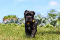 Shadow, a male Cane Corso for sale in Sugarcreek, OH – 4 of 10