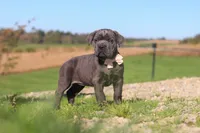 Cali, a female Cane Corso for sale in Sugarcreek, OH – 9 of 10