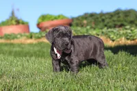 Juno, a female Cane Corso for sale in Sugarcreek, OH – 9 of 10
