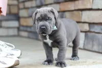 Tyson, a male Cane Corso for sale in Sugarcreek, OH – 2 of 10