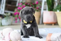 Hunter, a male Cane Corso for sale in Sugarcreek, OH – 1 of 10
