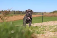 Cali, a female Cane Corso for sale in Sugarcreek, OH – 4 of 10