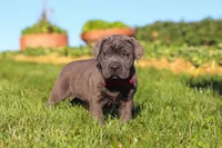 Koda, a male Cane Corso for sale in Sugarcreek, OH – 2 of 10