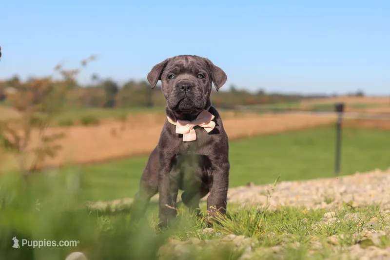Cali – Cane Corso puppy for sale in Sugarcreek, OH