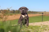 Cali, a female Cane Corso for sale in Sugarcreek, OH – 1 of 10