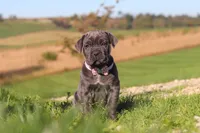 Sheba, a female Cane Corso for sale in Sugarcreek, OH – 6 of 10