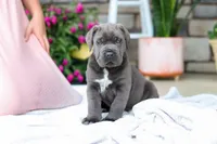 Tyson, a male Cane Corso for sale in Sugarcreek, OH – 7 of 10