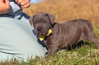 Adonis, a male Cane Corso for sale in Sugarcreek, OH – 6 of 10