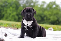 Jade, a female Cane Corso for sale in Sugarcreek, OH – 9 of 10