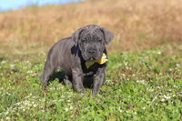 Adonis, a male Cane Corso for sale in Sugarcreek, OH – 7 of 10