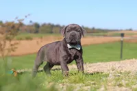 Diego, a male Cane Corso for sale in Sugarcreek, OH – 7 of 10