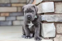 Tyson, a male Cane Corso for sale in Sugarcreek, OH – 4 of 10