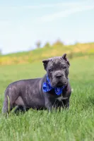 Barrett, a male Cane Corso for sale in Sugarcreek, OH – 8 of 10