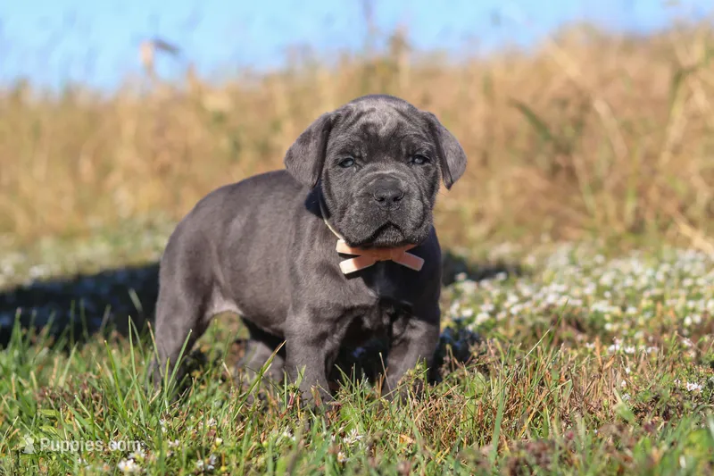 Echo – Cane Corso puppy for sale in Sugarcreek, OH