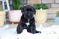 Shadow, a male Cane Corso for sale in Sugarcreek, OH – 4 of 10