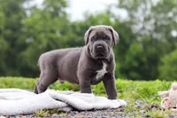Tyson, a male Cane Corso for sale in Sugarcreek, OH – 8 of 10