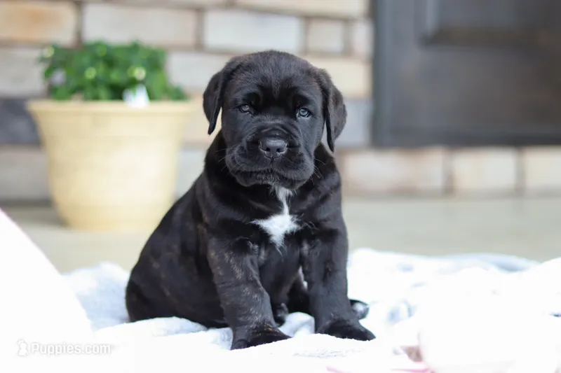 Shadow – Cane Corso puppy for sale in Sugarcreek, OH