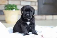 Shadow, a male Cane Corso for sale in Sugarcreek, OH – 1 of 10