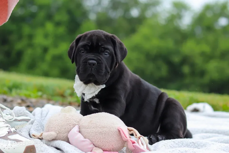 Jade – Cane Corso puppy for sale in Sugarcreek, OH