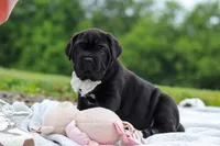 Jade, a female Cane Corso for sale in Sugarcreek, OH – 1 of 10