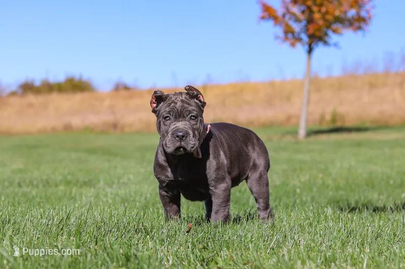 Akira (Cropped Ears) – Cane Corso puppy for sale in Sugarcreek, OH