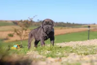 Diego, a male Cane Corso for sale in Sugarcreek, OH – 4 of 10