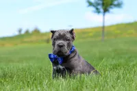 Barrett, a male Cane Corso for sale in Sugarcreek, OH – 3 of 10