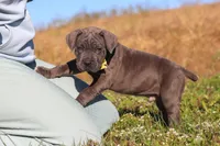 Adonis, a male Cane Corso for sale in Sugarcreek, OH – 4 of 10
